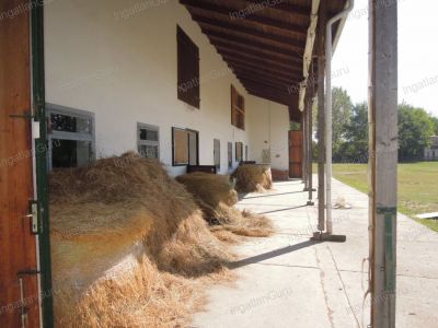 Eladó általános mezőgazdasági ingatlan Lajosmizse