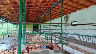 Eladó általános mezőgazdasági ingatlan Ruzsa