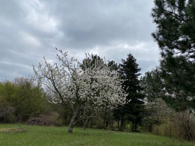 Eladó külterületi telek Szentendre