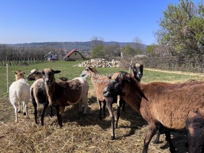 Eladó családi ház Pécs