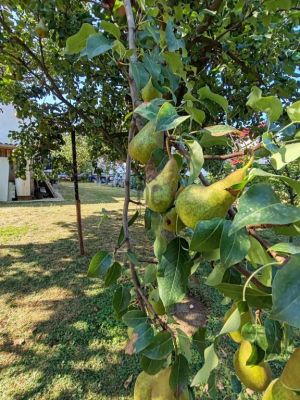 Eladó családi ház Balatonföldvár