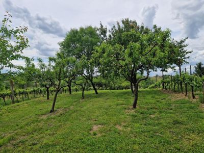 Eladó családi ház Nagykanizsa