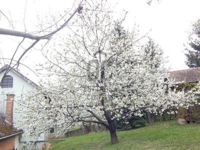 Eladó családi ház Zalaegerszeg