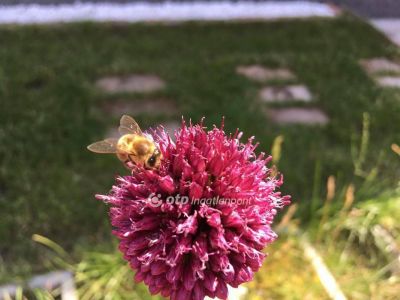 Eladó nyaraló Abádszalók