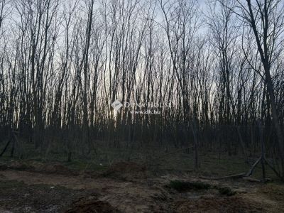 Eladó általános mezőgazdasági ingatlan Gödöllő