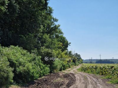 Eladó külterületi telek Hódmezővásárhely