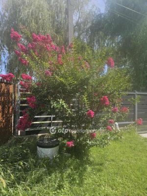 Eladó nyaraló Dunaharaszti